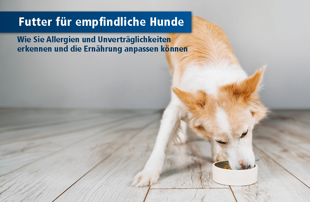 Hund mit Napf