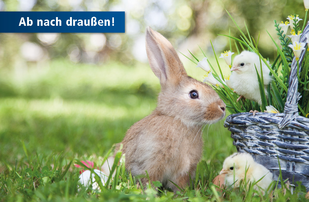 Kaninchen im Grünen